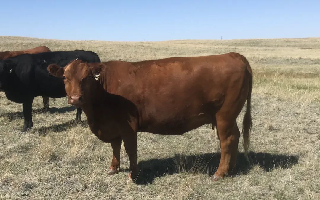 PCC Heavily Influenced Bred Cows